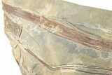 Carboniferous Horestail (Calamites) Fossil Plate - Utah #256842-2